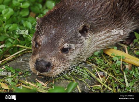 La Nutria Eurasi Tica Lutra Lutra Tambi N Conocida Como Nutria