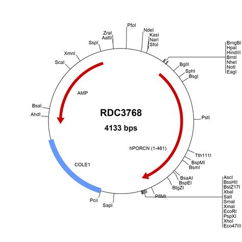 Human Porcn Np Versaclone Cdna Rdc R D Systems