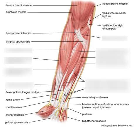 lower arm muscles Diagram | Quizlet