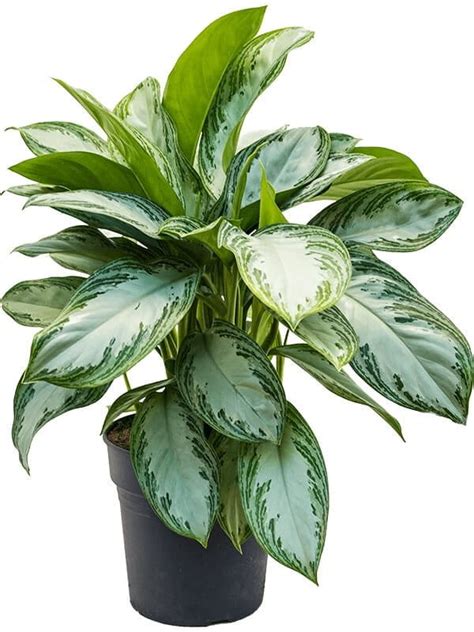 Aglaonema Silver Bay Cm Sklep Z Ro Linami Cocaflora