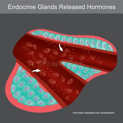 Exocrine Glands Stock Illustrations 105 Exocrine Glands Stock Illustrations Vectors And Clipart