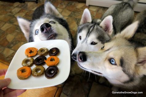 Pumpkin Donuts Dog Treat How To Make Dog Treats Diy Gone To The