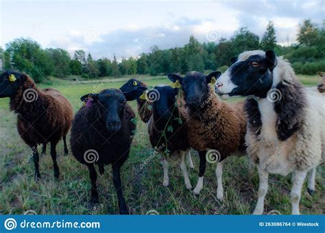 Herd Of Sheep Grazing In A Pasture In The Countryside Of Vato