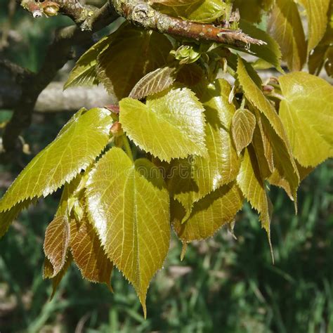 Hojas Jovenes De La Haya En La Primavera Sylvatica Del Fagus Foto De