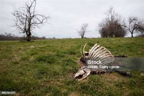 Kerangka Sapi Mati Tergeletak Di Rumput Foto Stok Unduh Gambar