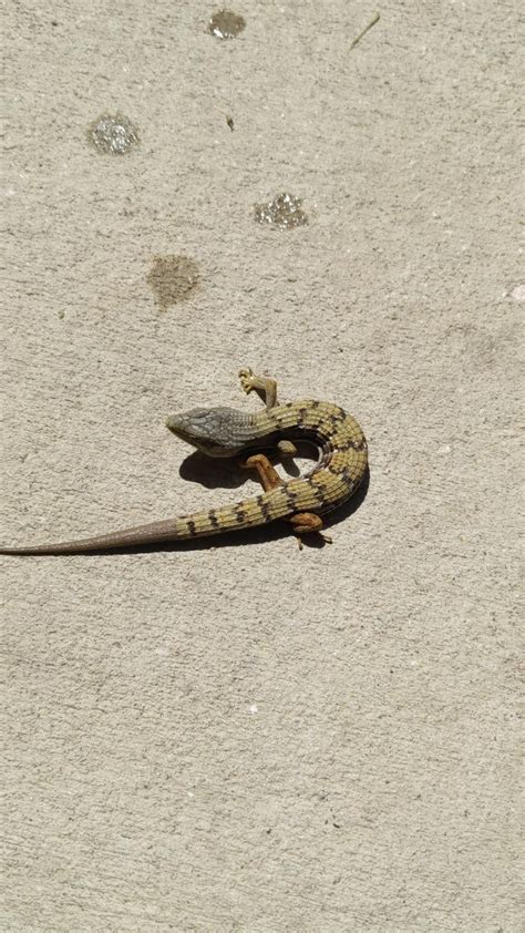 What Kind Of Lizard Is This He Looks Very Cool R Lizards