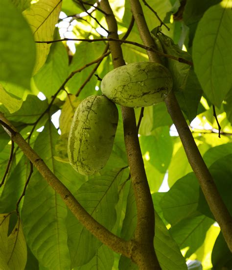 Oak Spring Garden Foundation The Pawpaw Forgotten And Remembered