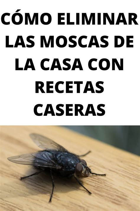 CÓMO ELIMINAR LAS MOSCAS DE LA CASA CON RECETAS CASERAS Mosquitos Tips