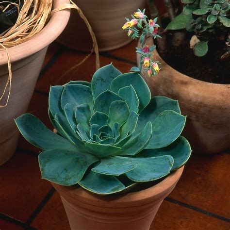 Tudo Sobre As Suculentas Echeveria Miss Abacate