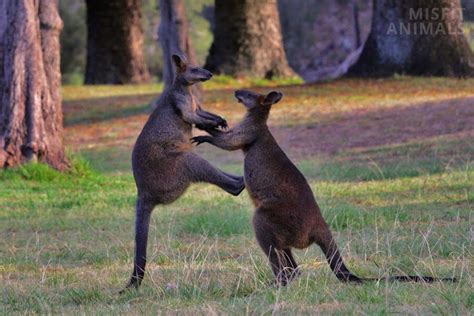 How Do Kangaroos Sleep Sleeping Habits And Patterns
