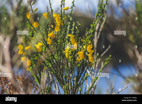 Gorse new zealand hi-res stock photography and images - Alamy