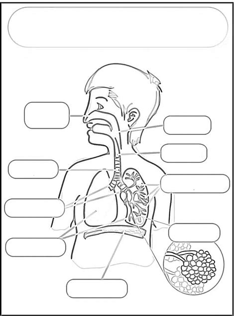 Respiratorio Rompecabezas En L Nea