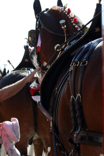 Premium Photo Man Feeding Horse