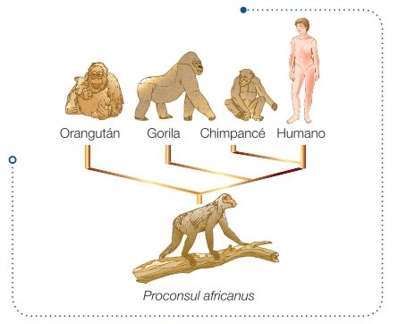 EVOLUCIÓN DEL HOMBRE U HOMINIZACIÓN Mind Map