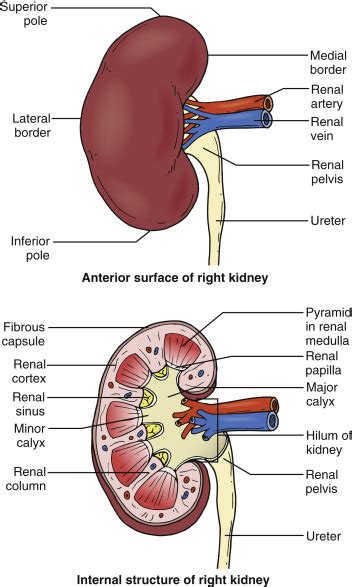 Kidneys Radiology Key