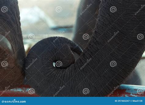 Elephant trunk close up stock image. Image of land, proboscis - 297465247