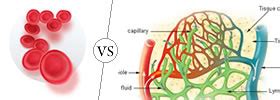 Difference Between Binary Fission And Fragmentation Binary Fission Vs