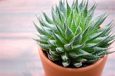 Types Of Aloe 23 Best Aloe Varieties For Containers