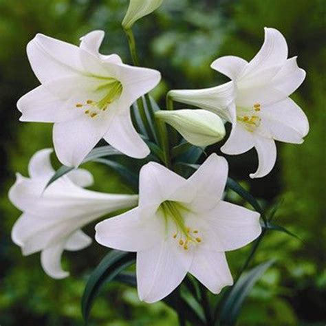 Amaryllis Lily White Flowering Plants Exotic Flora