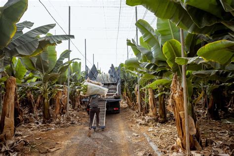 Harvesting on the Banana Plantation Stock Photo - Image of back, farm ...