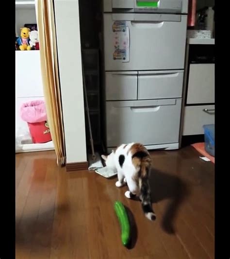 Funny Videos Cat Scared With Cucumber Video Dailymotion