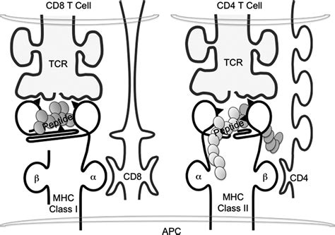 2 Mhc Molecules Are Grouped Into Two Classes Based On Their Structure