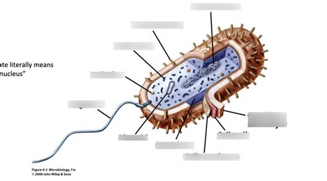 Microbiology 205 Exam 1 Diagram Quizlet