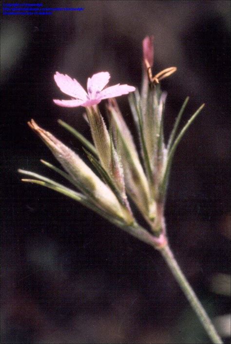 Plantfiles Pictures Dianthus Species Wild Pink Deptford Pink Grass