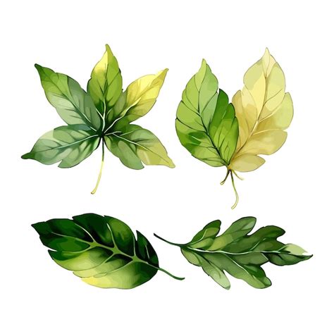 Premium Vector Water Color Vector Set Of Flower Floral Leaves Leaf