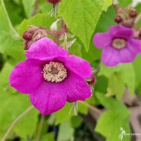 Rubus odoratus #3 (Purple-flowering Raspberry) - Scioto Gardens Nursery