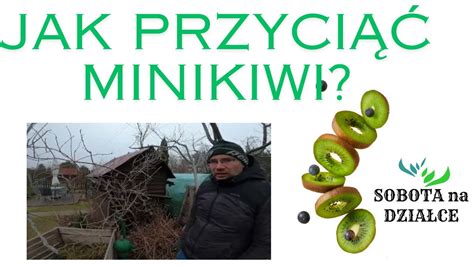 Jak Przyci Mini Kiwi Youtube