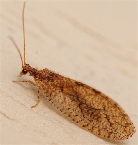 Brown Lacewing Micromus Bugguide