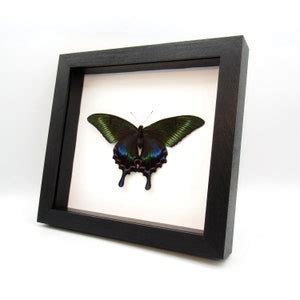 Real Alpine Black Swallowtail Framed Taxidermy Papilio Maackii Tutanus