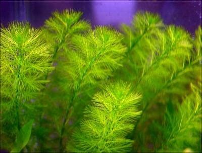 How to grow Myriophyllum aquaticum in tanks