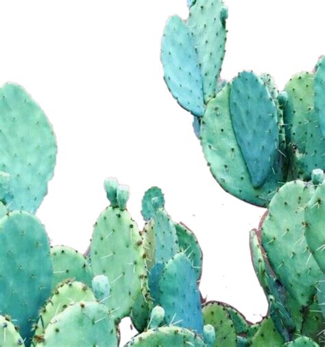 Aesthetic Cactus Wallpapers - Top Free Aesthetic Cactus Backgrounds ...