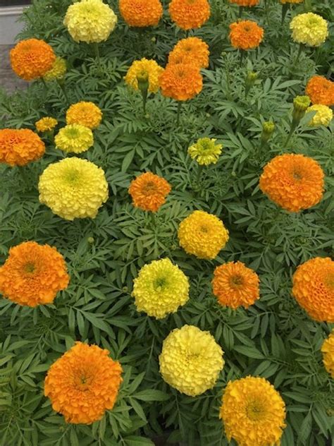 Marigold Inca Ii Primrose — Denney Farms