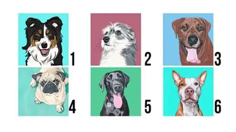 Teste de personalidade escolha um cão e veja o que significa