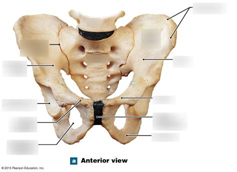 Pelvis Anterior View Diagram Quizlet