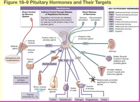 Anatomy II - Hypothalamus vs Pituitary Flashcards | Quizlet