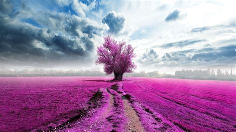 Pink Landscape Wallpapers Top Free Pink Landscape Backgrounds