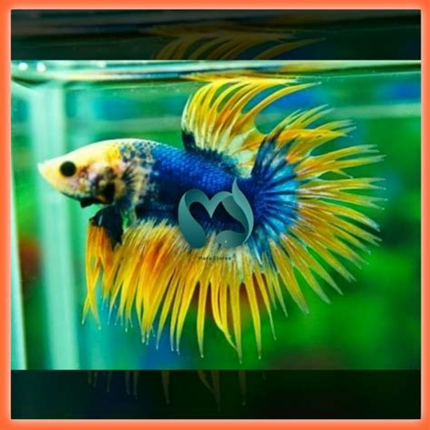 Jual CUPANG CROWNTAIL SERIT Shopee Indonesia