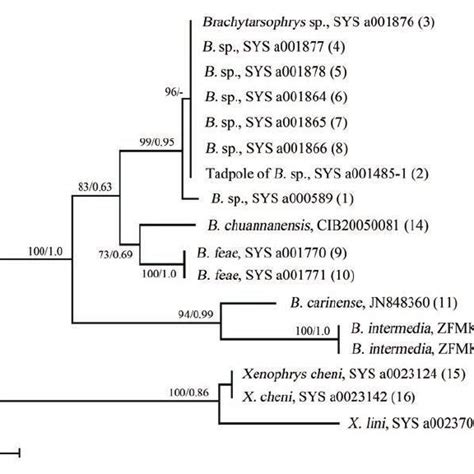 Bayesian Inference Tree Derived From Partial Dna Sequences Of The