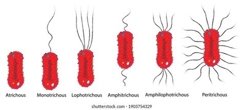 Types Flagellar Arrangement Bacteria Flagella Pilis Stock Vector