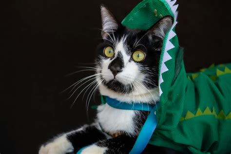cat dinosaur costume 8