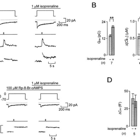 β Adrenergic Stimulation Of Ca²⁺ Dependent Glucagon Release Involves