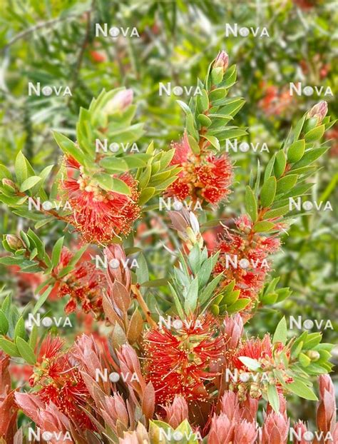 Callistemon Hinchinbrook