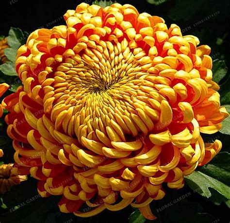 Big Sale200pcs Chrysanthemum Seeds Rare Flower Seeds Garden Potted