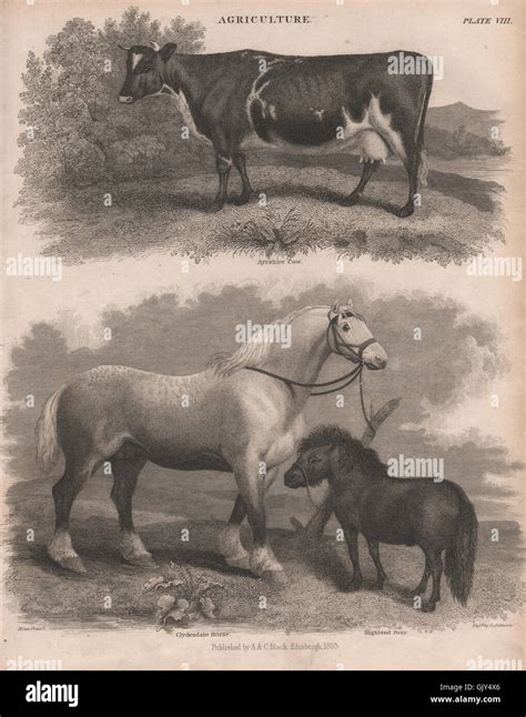 Agriculture. Ayrshire Cow. Clydesdale Horse. Highland Pony. BRITANNICA ...