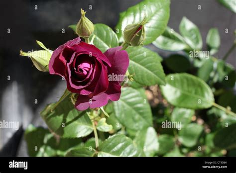 Rosa Rhapsody in Blue Stock Photo - Alamy