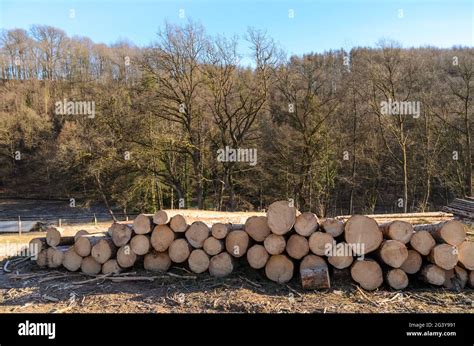 Stack Of Numbered Felled Trees At A Lumberyard Or Logging Site Log